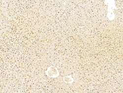Invitrogen Phospho-SMAD2 (Ser467) Polyclonal Antibody 100 &mu;L; Unconjugated:Antibodies,