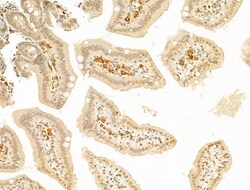 Invitrogen Phospho-SMAD2 (Ser467) Polyclonal Antibody 100 &mu;L; Unconjugated:Antibodies,