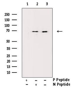 Invitrogen Phospho-SMAD2 (Ser250) Polyclonal Antibody 100 μL; Unconjugated:Antibodies,