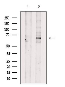 Invitrogen Phospho-SMAD1 (Ser465) Polyclonal Antibody 100 &mu;L | Buy Online | Invitrogen&trade; | Fisher Scientific