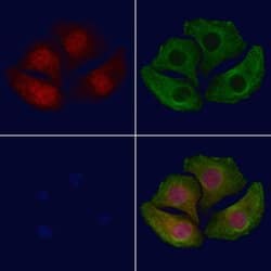 Invitrogen Phospho-SMAD1 (Ser187) Polyclonal Antibody 100 &mu;L; Unconjugated:Antibodies,