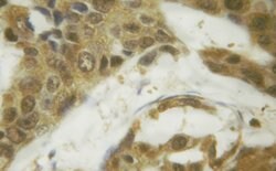 Invitrogen Phospho-SMAD1 (Ser187) Polyclonal Antibody 100 &mu;L; Unconjugated:Antibodies,