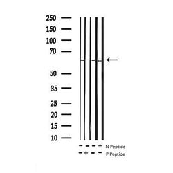Invitrogen Phospho-SMAD1 (Ser187) Polyclonal Antibody 100 &mu;L; Unconjugated:Antibodies,