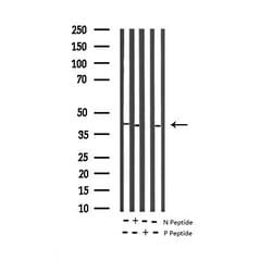 Invitrogen Phospho-p38 MAPK alpha (Tyr323) Polyclonal Antibody 100 &mu;L;