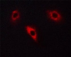 Invitrogen Phospho-CRMP2 (Thr514) Polyclonal Antibody 100 μL; Unconjugated:Antibodies,