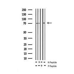 Invitrogen Phospho-CRMP2 (Thr514) Polyclonal Antibody 100 μL; Unconjugated:Antibodies,