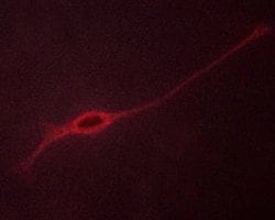 Invitrogen Phospho-TRKB (Tyr706) Polyclonal Antibody 100 &mu;L; Unconjugated:Antibodies,