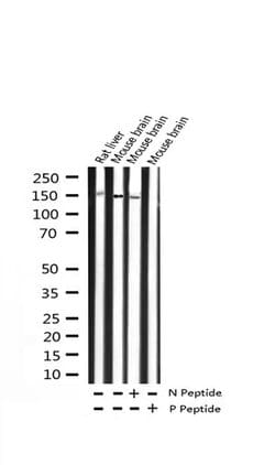 Invitrogen Phospho-TRKB (Tyr516) Polyclonal Antibody 100 &mu;L; Unconjugated:Antibodies,