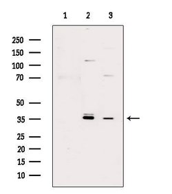 Invitrogen Phospho-Syntaxin 1 (Ser14) Polyclonal Antibody 100 &mu;L; Unconjugated:Antibodies,