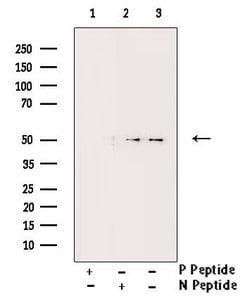 Invitrogen Phospho-PDCD4 (Ser457) Polyclonal Antibody 100 &mu;L | Buy Online | Invitrogen&trade; | Fisher Scientific