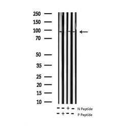 Phospho-ATRIP (Ser68) Polyclonal Antibody:Antibodies, Polyclonal