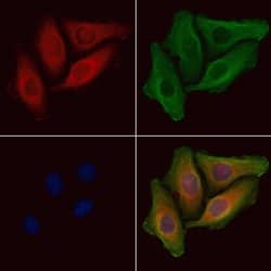 Invitrogen Phospho-BAD (Ser118) Polyclonal Antibody 100 &mu;L; Unconjugated:Antibodies,