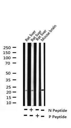 Invitrogen Phospho-BAD (Ser118) Polyclonal Antibody 100 &mu;L; Unconjugated:Antibodies,