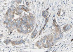Invitrogen Phospho-BAD (Ser99) Polyclonal Antibody 100 &mu;L; Unconjugated:Antibodies,