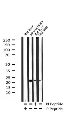Invitrogen Phospho-BAD (Ser99) Polyclonal Antibody 100 &mu;L; Unconjugated:Antibodies,