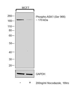 Invitrogen Phospho-ASK1 (Ser966) Polyclonal Antibody 100 &mu;L; Unconjugated:Antibodies,