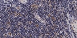 Invitrogen Phospho-ASK1 (Ser966) Polyclonal Antibody 100 &mu;L; Unconjugated:Antibodies,