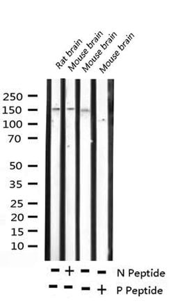 Invitrogen Phospho-ASK1 (Ser966) Polyclonal Antibody 100 &mu;L; Unconjugated:Antibodies,