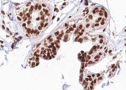 Invitrogen Phospho-RACGAP1 (Ser387) Polyclonal Antibody 100 &mu;L; Unconjugated:Antibodies,