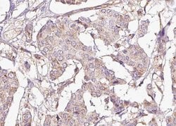 Invitrogen Phospho-DARPP-32 (Thr75) Polyclonal Antibody 100 &mu;L; Unconjugated:Antibodies,