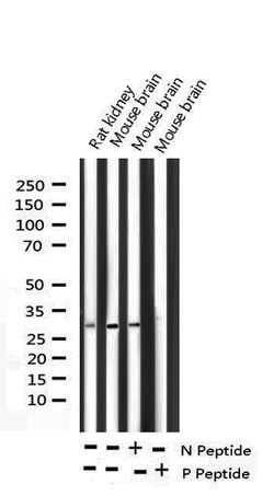 Invitrogen Phospho-DARPP-32 (Thr34) Polyclonal Antibody 100 &mu;L; Unconjugated:Antibodies,