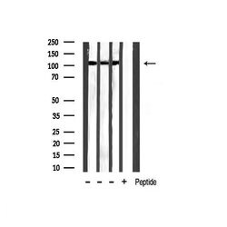 Invitrogen Phospho-HDAC5 (Ser259) Polyclonal Antibody 100 &mu;L | Buy Online | Invitrogen&trade; | Fisher Scientific
