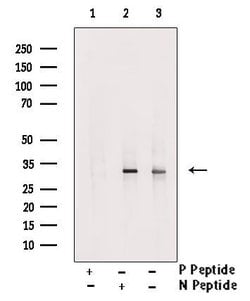 Invitrogen Phospho-SLUG (Ser104) Polyclonal Antibody 100 &mu;L; Unconjugated:Antibodies,