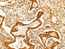 Invitrogen CASPASE 1 P10 (CLEAVED ALA317) Polyclonal Antibody 100 &mu;L;
