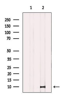 Invitrogen CASPASE 1 P10 (CLEAVED ALA317) Polyclonal Antibody 100 &mu;L;