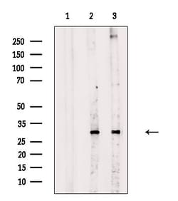 Invitrogen Phospho-DKK1 (Ser140) Polyclonal Antibody 100 &mu;L; Unconjugated:Antibodies,
