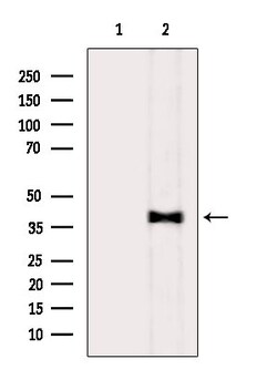 Invitrogen Phospho-DKK1 (Ser140) Polyclonal Antibody 100 &mu;L; Unconjugated:Antibodies,