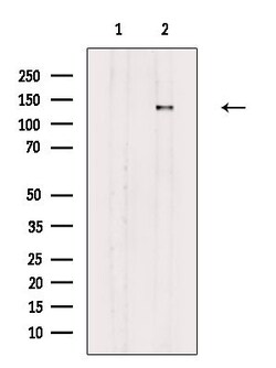 Invitrogen Phospho-PER2 (Ser662) Polyclonal Antibody 100 &mu;L | Buy Online | Invitrogen&trade; | Fisher Scientific