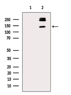 Phospho-PER1 (Ser704) Polyclonal Antibody, Invitrogen 100 &mu;L; Unconjugated:Antibodies,