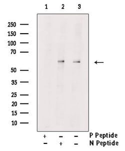 Invitrogen Phospho-Occludin (Thr382 ) Polyclonal Antibody 100 &mu;L; Unconjugated:Antibodies,