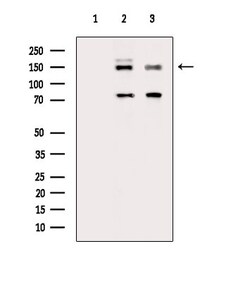 Invitrogen Phospho-TSC1 (Ser505) Polyclonal Antibody 100 &mu;L; Unconjugated:Antibodies,