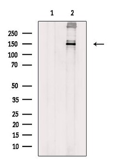 Invitrogen Phospho-TSC1 (Ser505) Polyclonal Antibody 100 &mu;L; Unconjugated:Antibodies,