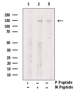 Invitrogen Phospho-SIN3A (Ser832) Polyclonal Antibody 100 &mu;L; Unconjugated:Antibodies,