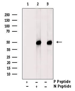 Invitrogen Phospho-DEPDC6 (Ser244) Polyclonal Antibody 100 μL; Unconjugated:Antibodies,
