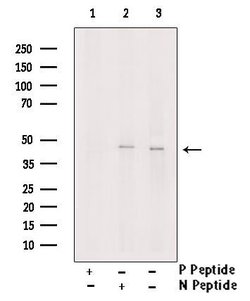 Invitrogen&trade;&nbsp;Phospho-WWTR1 (Ser89) Polyclonal Antibody