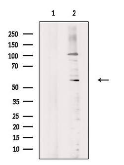 Invitrogen Phospho-PHGDH (Thr78) Polyclonal Antibody 100 μL; Unconjugated:Antibodies,