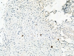 Invitrogen Phospho-NLRP3 (Ser295) Polyclonal Antibody 100 &mu;L; Unconjugated:Antibodies,