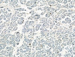 Invitrogen Phospho-NLRP3 (Ser295) Polyclonal Antibody 100 &mu;L; Unconjugated:Antibodies,