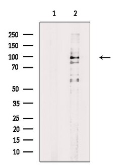 Invitrogen Phospho-HPK1 (Ser421) Polyclonal Antibody 100 &mu;L; Unconjugated:Antibodies,