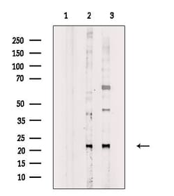 Invitrogen Phospho-SAR1A (Thr139) Polyclonal Antibody 100 &mu;L; Unconjugated:Antibodies,