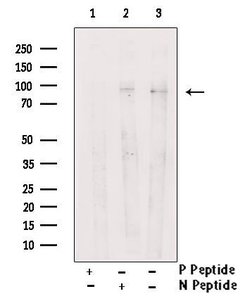 Invitrogen Phospho-PCAF (Tyr729) Polyclonal Antibody 100 μL; Unconjugated:Antibodies,