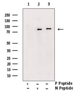 Invitrogen Phospho-TAB2 (Ser450) Polyclonal Antibody 100 &mu;L; Unconjugated:Antibodies,