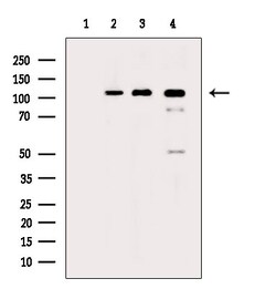 Invitrogen Phospho-NEDD4 (Ser670) Polyclonal Antibody 100 &mu;L; Unconjugated:Antibodies,