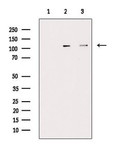 Invitrogen Phospho-NEDD4 (Ser670) Polyclonal Antibody 100 &mu;L; Unconjugated:Antibodies,