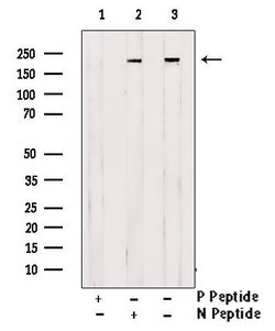 Invitrogen Phospho-BRG1 (Ser610) Polyclonal Antibody 100 &mu;L; Unconjugated:Antibodies,
