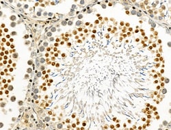 Invitrogen Phospho-PABPN1 (Ser150) Polyclonal Antibody 100 &mu;L; Unconjugated:Antibodies,